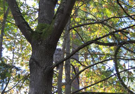 Owling sitting in a tree