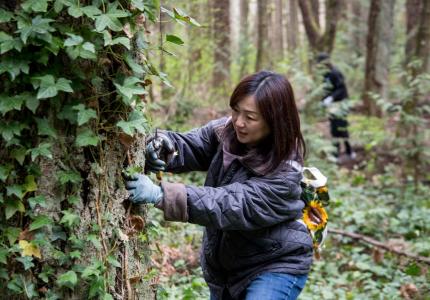 Women cutting ivy off the trunk of a tree. 