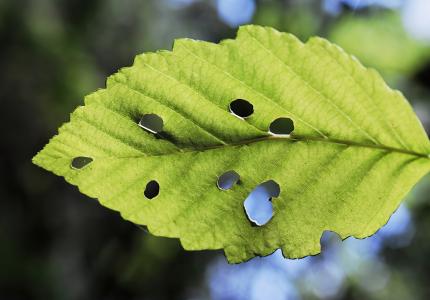 Close up photo of an alder leaf with holes in it