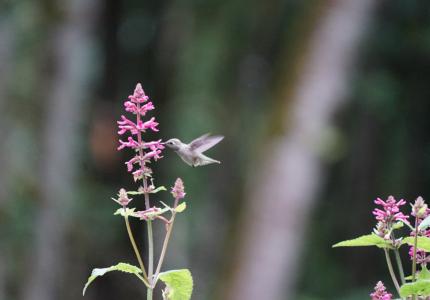 Hummingbird feeding on a pink flower