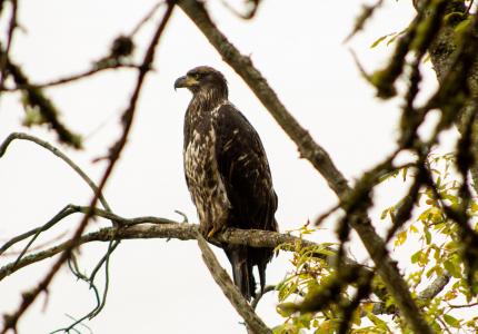 Juvenile eagle sitting on a tree branch