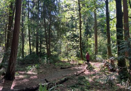 A forest with dappled sunlight