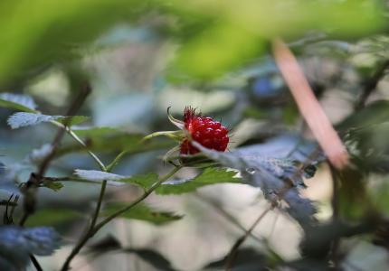 A ripe salmonberry on the plant.