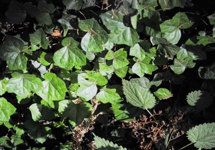Ivy growing on the ground. 