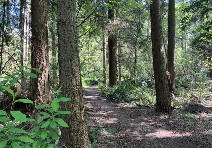 A trail in a forest with big trees.