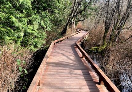 Boardwalk stretching into a wetland with plants on either side. 