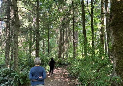 Three people walking down a forested trail. 