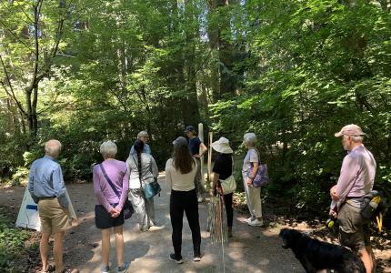 A group of people in a circle looking upwards to the trees. 