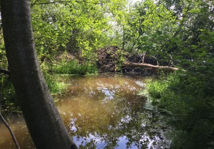 A small pond with a beaver dam in the back, and a fallen log next to it. Framed by a standing tree. 