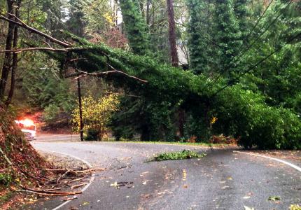 Fallen tree on powerlines