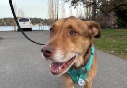 Paws on Patrol - Roux the dog