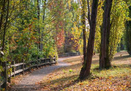 Tree lined pathway at Luther Burbank Park on Mercer Island. 