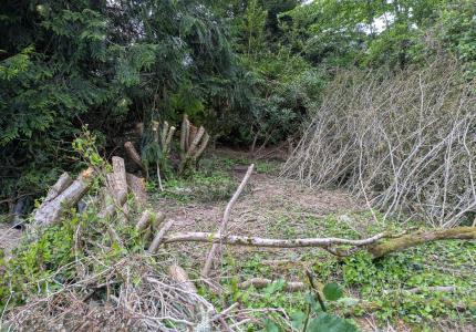 Unauthorized Tree Clearing in Luther Burbank Park