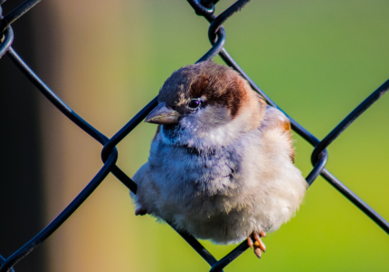 A photo of a bird sitting in a chain-link fence with the text, "On the fence about buying a new smart sprinkler timer?"