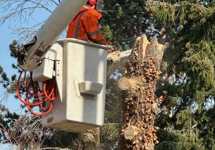 An image of a City of Mercer Island crew member removing a dead tree.