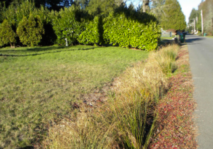 Plants that filter stormwater grow in a ditch