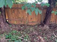 Two tree stumps in front of fence