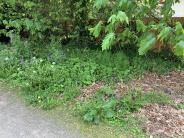 Grassy patch next to trail