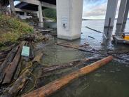 Logs collected by Marine Patrol Unit. Logs floating next to pillars.