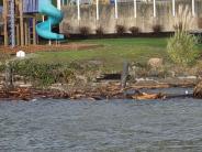 Lake Washington with floating logs along the shoreline. Lake Washington with floating logs along the shoreline.