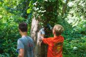 People removing ivy from tree trunk