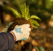 Hands planting fern