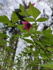 A close up photo of a salmonberry flowering.