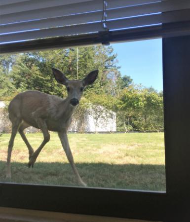 deer peers into window