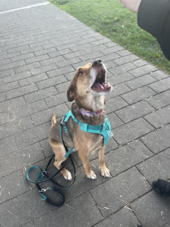 Animals during disasters