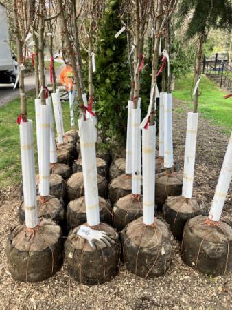 Rows of trees prepared for planting