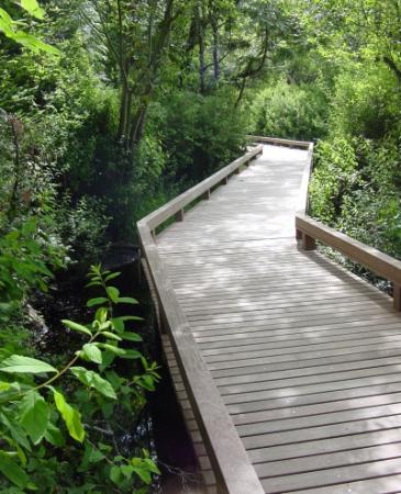 A boardwalk over a forested pond