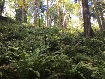 Upper Luther Burbank Hillside