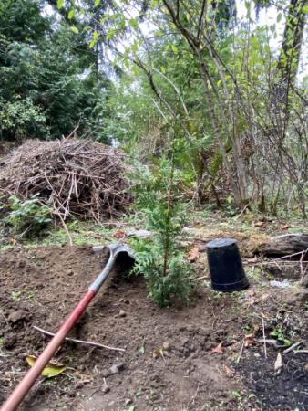 Tree Planting