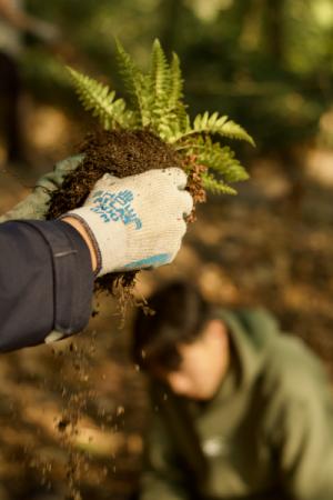 Hand planting fern