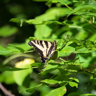 Butterfly on plant leaves