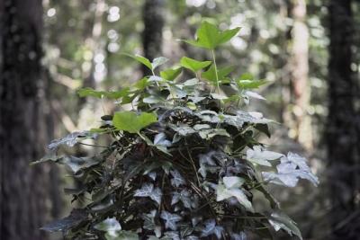 English ivy growing over a tree stump in a forest. 