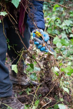 Close up of hand using pruners to clip ivy roots.