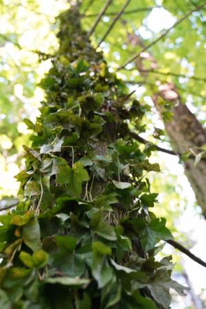 Ivy growing up the truck of a tree