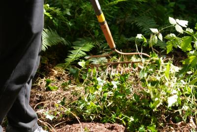 Close up of a rake pulling up ivy from the ground. 