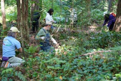 Volunteers pulling up ivy from the ground