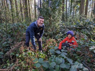 Two volunteers standing the a forest pulling up ivy. 