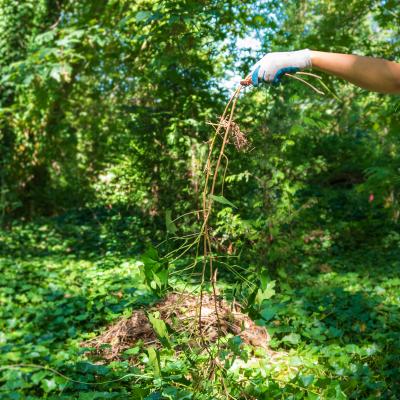 Hand holding ivy roots in front of forest