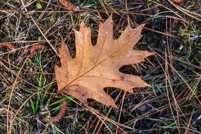 Oak leaf on the ground. 