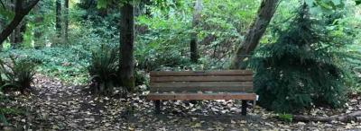 A park bench sits in amid a lush, forested neighborhood park