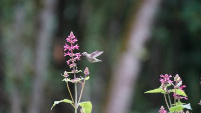 Hummingbird feeding on flower nectar.