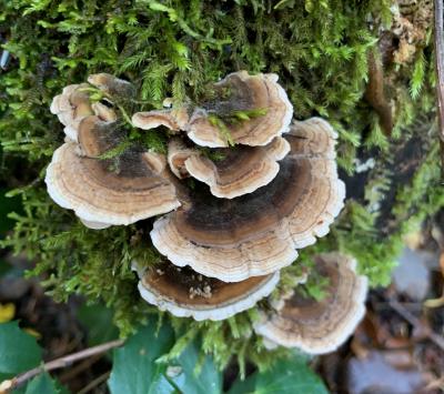 Mushrooms growing on a mossy log