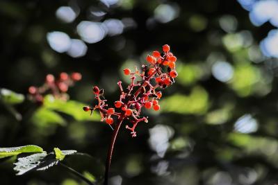 Close up photo of red elderberries