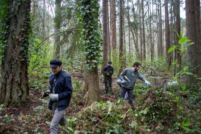 3 volunteers pulling ivy in the forest