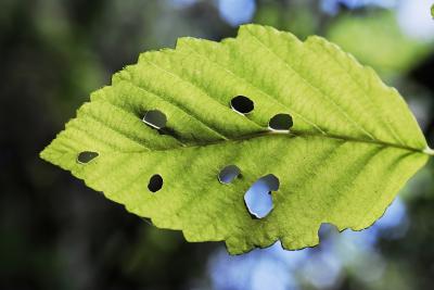 Close up photo of an alder leaf with holes in it