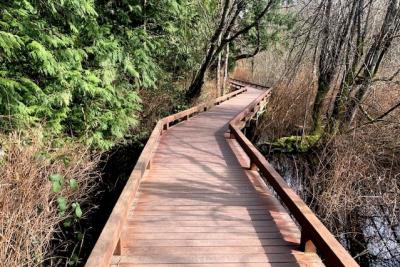 Boardwalk surrounded by foliage. 
